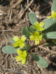 Portulaca oleracea